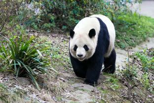 考辛斯：马龙教练从最底层到冠军教练 他当之无愧